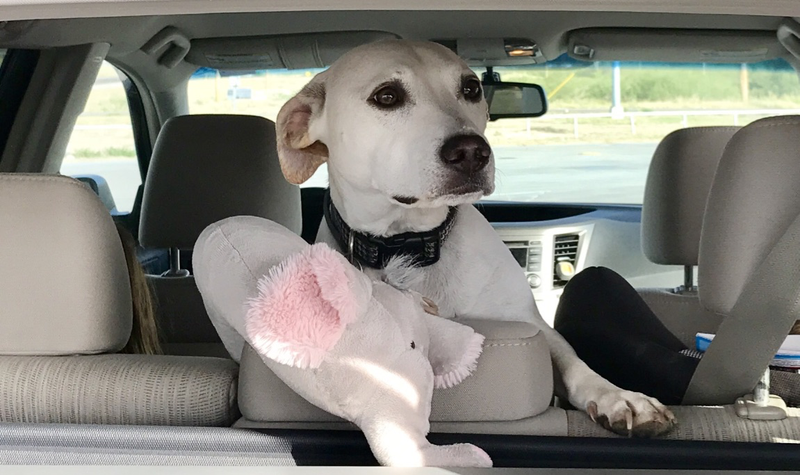 Doggo in back seat looking out the hatch somewhere near El Paso.